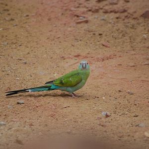 Female hooded parakeet?