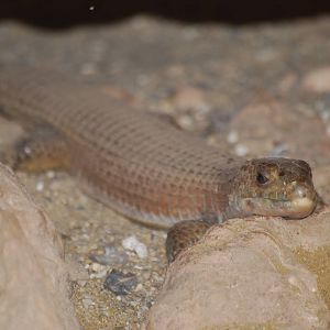 Sudan plated lizard