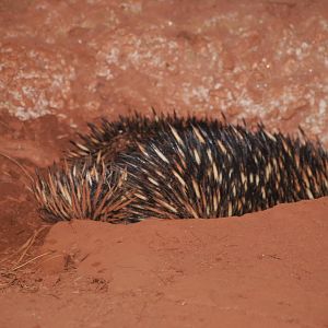 Short-beaked echidna