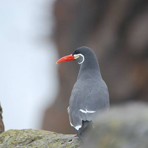 Inca tern
