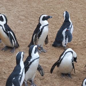 African penguins