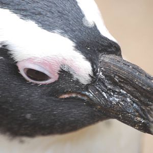 African penguin close-up