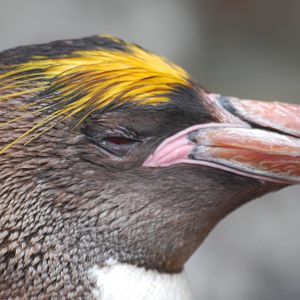 Macaroni penguin