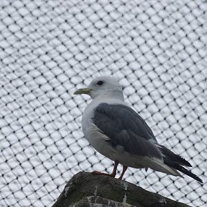 Red-legged kittiwake