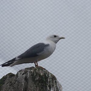 Red-legged kittiwake