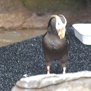 Tufted puffin