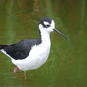 Black-necked stilt