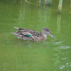 Green-winged teal