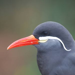 Inca tern