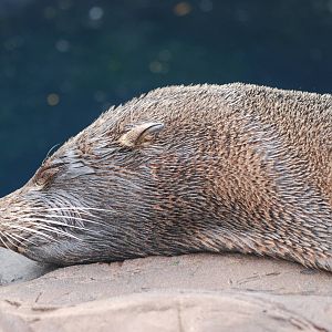 South American fur seal