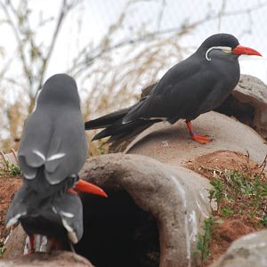 Inca terns starting the next generation...