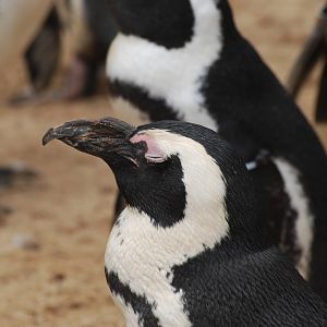 Hook-billed African penguin