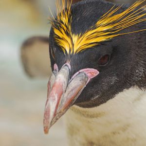 Macaroni penguin