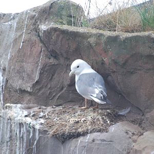 Red-legged kittiwake