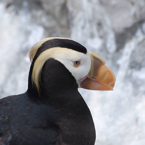 Tufted puffin