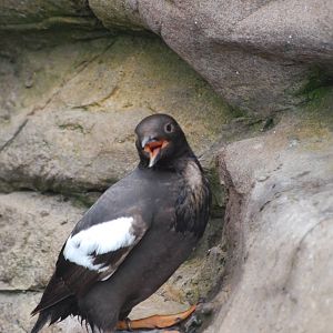 Pigeon guillemot
