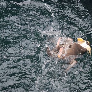 Tufted puffin 'doing the backstroke'