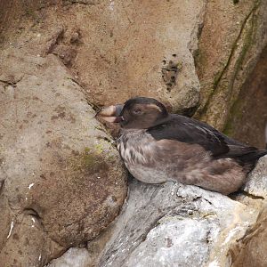 Juvenile tufted puffin
