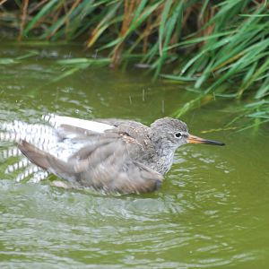 Common redshank