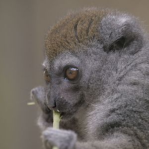 Grey bamboo lemur feeding 1