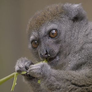 Grey bamboo lemur feeding 2