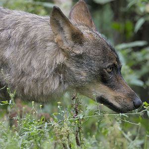 Iberian wolf close-up