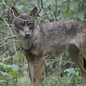 Iberian wolf