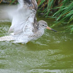Common redshank