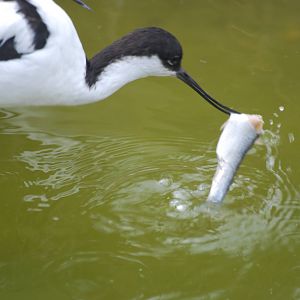 Pied avocet