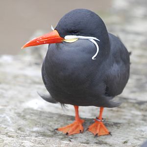 Inca tern