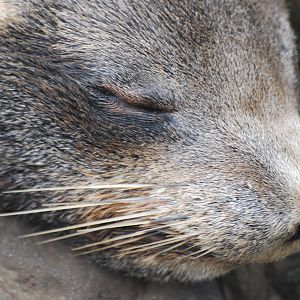 South American fur seal