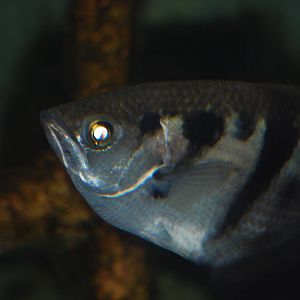 Banded archerfish