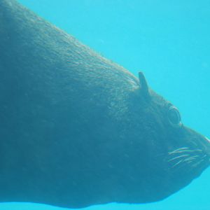 South American fur seal underwater