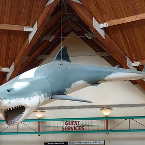 The Living World - Great White Shark