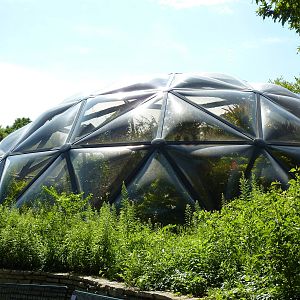 Insectarium - Butterfly Wing