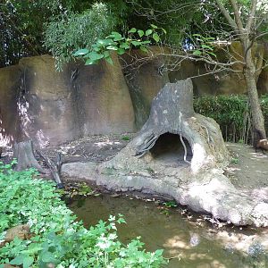 River's Edge - Bush Dog Exhibit