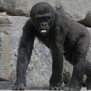Lowland gorilla juvenile