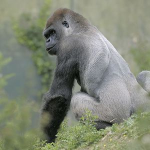 Lowland gorilla bachelor browsing (1)
