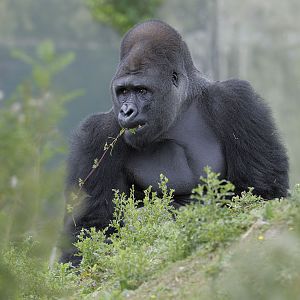 Lowland gorilla bachelor browsing (2)