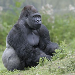 Lowland gorilla bachelor browsing (3)