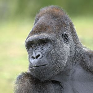 Lowland gorilla bachelor Kush (1)