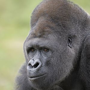 Lowland gorilla bachelor