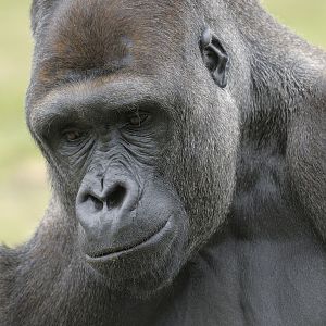 Lowland gorilla bachelor Kush