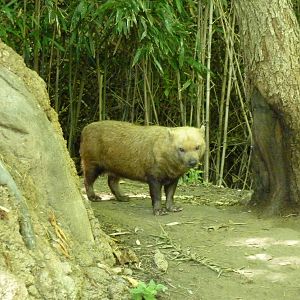 River's Edge - Bush Dog