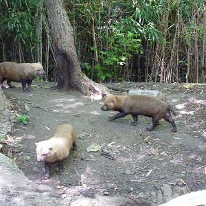 River's Edge - Bush Dogs