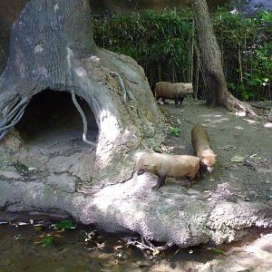River's Edge - Bush Dogs