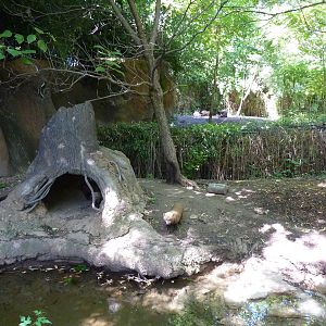 River's Edge - Bush Dog Exhibit