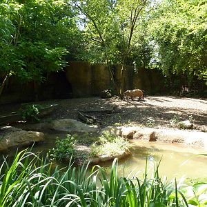 River's Edge - Capybara/Giant Anteater Exhibit