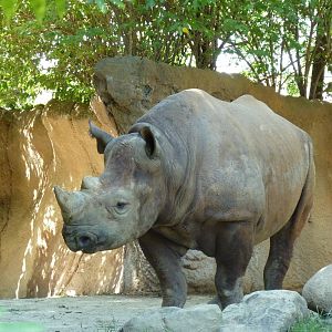 River's Edge - Black Rhino