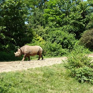 River's Edge - Black Rhino/Sacred Ibis Exhibit
